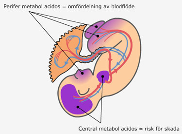 perifierMetabolAcidos