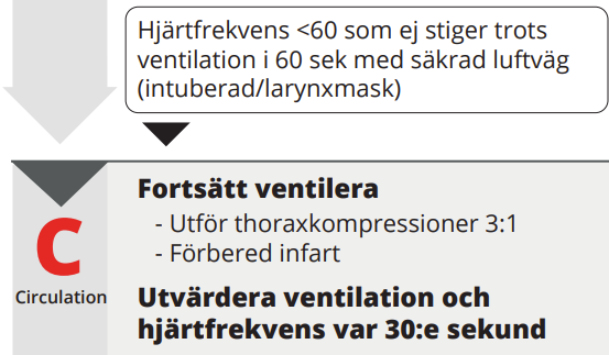 C Cirkulation: Fortsätt ventilera, utvärdera ventilation och hjärtfrekvens var 30:e sekund